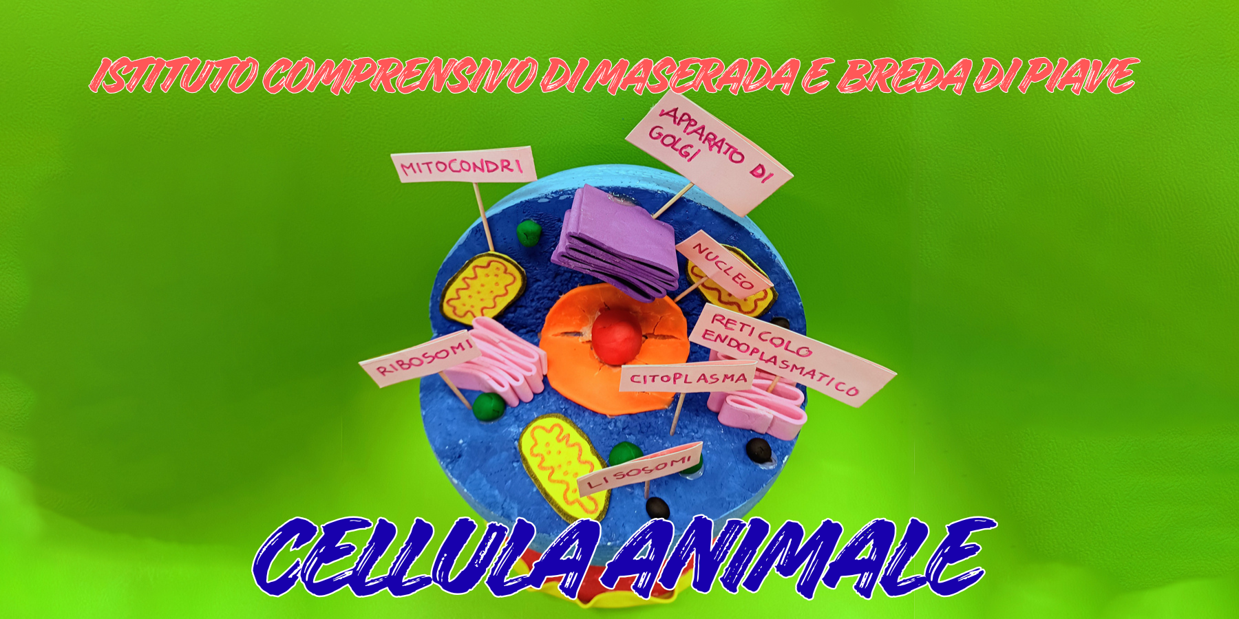 Attività laboratoriale: la cellula animale